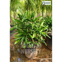 Rhapis Palm Supplier, Rhapis Palm Supplier in India, Wholesale Rhapis Palm, Wholesale Rhapis Palm Supplier, Rhapis Palm Nursery, Best Rhapis Palm Nursery, Rhapis Palm in India, Bulk Rhapis Palm Supplier
