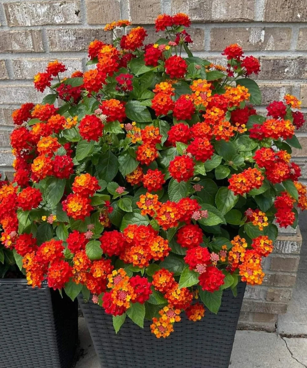 Lantana Red, Lantana Camara, Bagwani Nursery