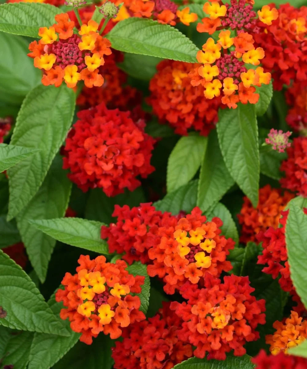 Lantana Red , Lantana Camara, Bagwani Nursery