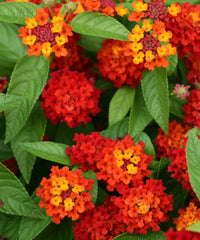 Lantana Red , Lantana Camara, Bagwani Nursery