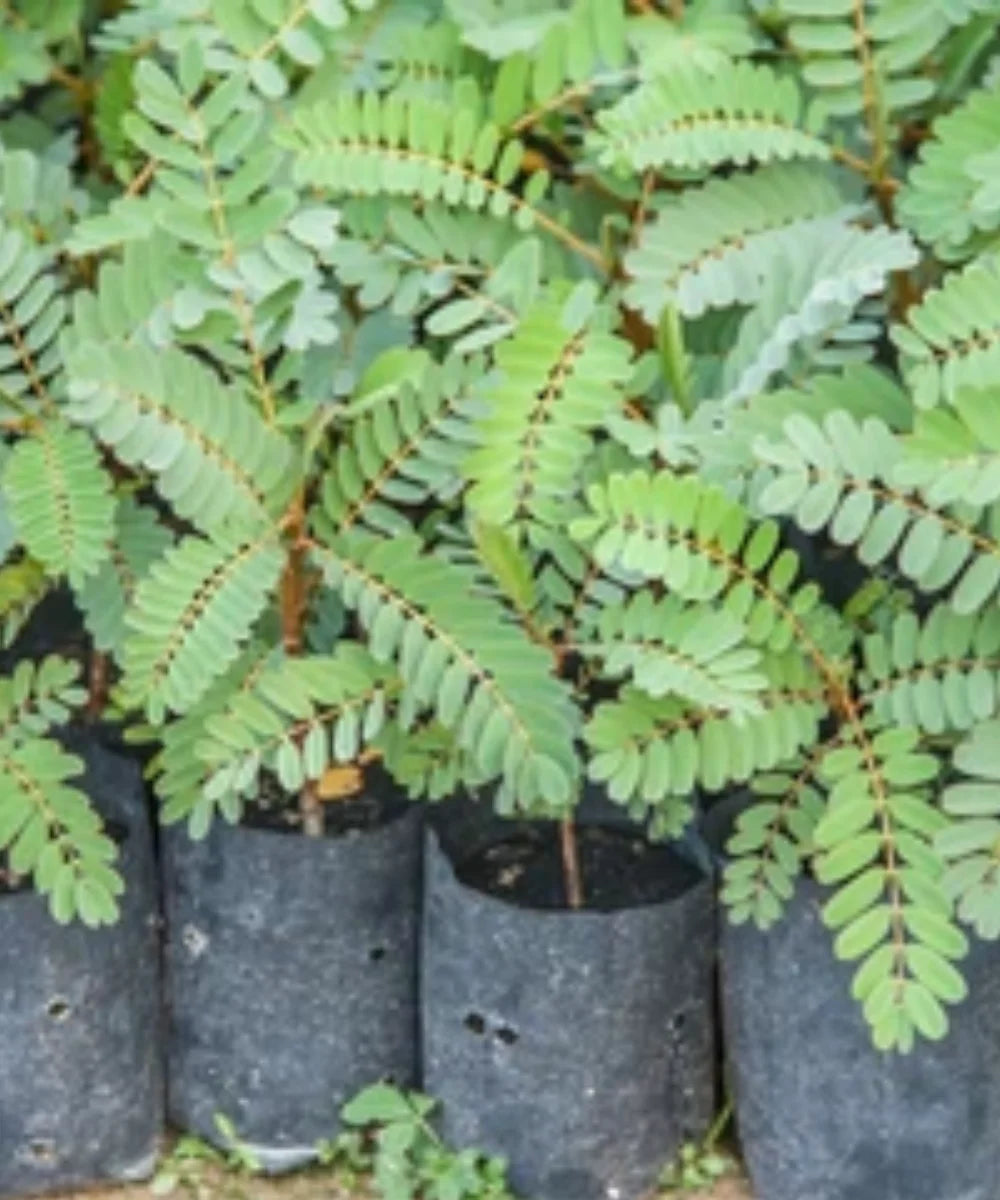 River Tamarind Tree, Lead Tree, White Lead Tree, Leucaena leucocephala, Ornamental Tree, Landscaping Tree, Timber Tree, Avenue Tree, Bagwani Nursery, Nursery in India, Wholesale Plant Supplier, Wholesale Plant Nursery, Landscaping Company in India, Plant Exporter in India 