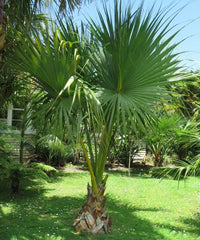 Sabal Palm, Sabal Palmetto, Cabbage Palm, Palm Tree, Ornamental Tree, Landscaping Tree, Bagwani Nursery, Wholesale Plant Supplier, Wholesale Plant Nursery, Nursery in India, Landscaping Company in India, Plant Exporter in India 