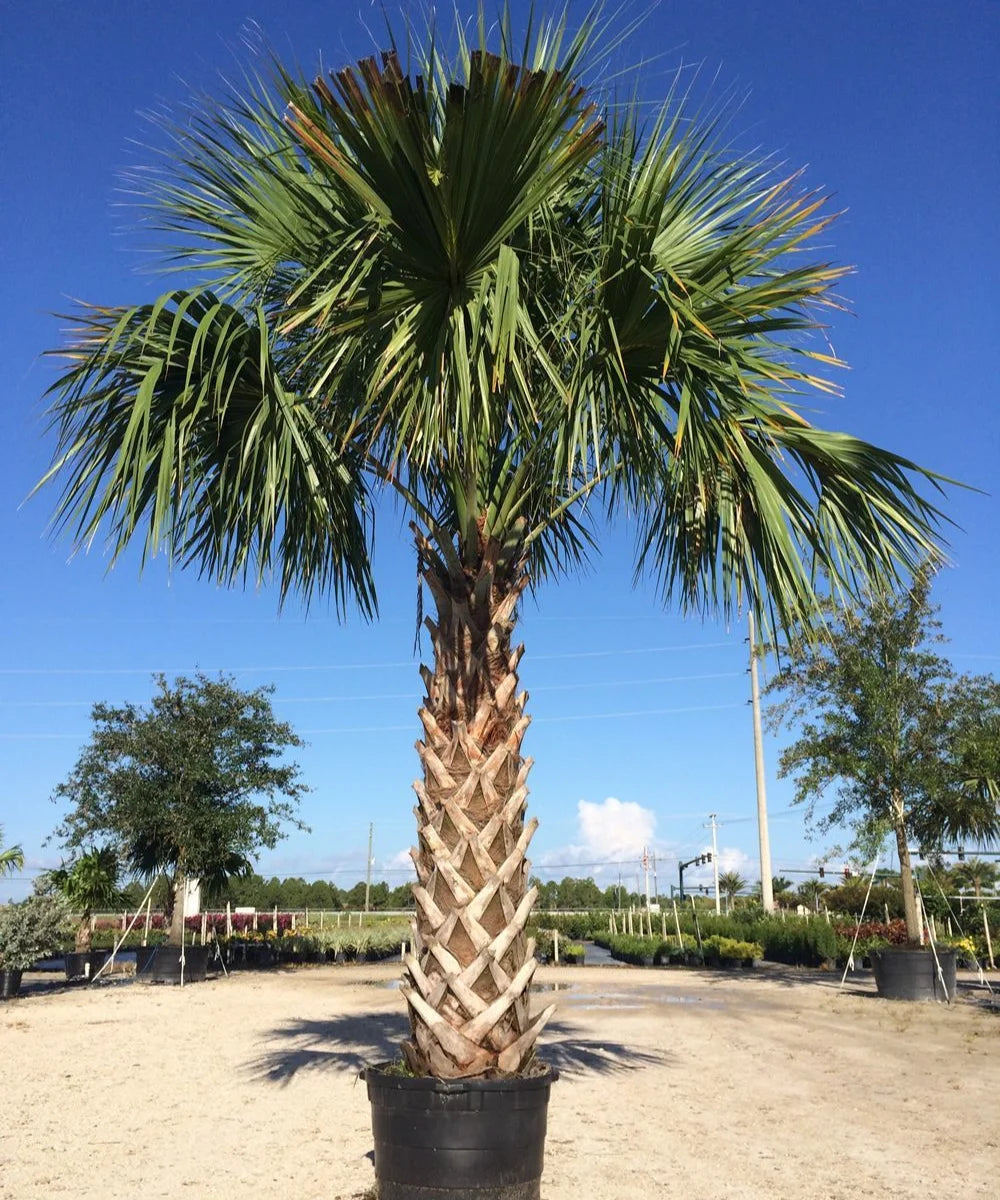 Sabal Palm, Sabal Palmetto, Cabbage Palm, Palm Tree, Ornamental Tree, Landscaping Tree, Bagwani Nursery, Wholesale Plant Supplier, Wholesale Plant Nursery, Nursery in India, Landscaping Company in India, Plant Exporter in India 