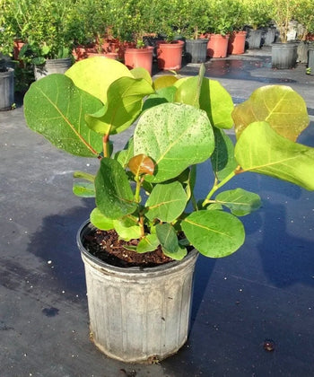 Seagrape Tree, Sea Grape, Coccoloba uvifera, Bagwani Nursery, Wholesale Nursery Plant Supplier, Wholesale Plant Nursery in India, Nursery in India, Landscaping company in India, Wholesale Plant Supplier, Plant Exporter in India 