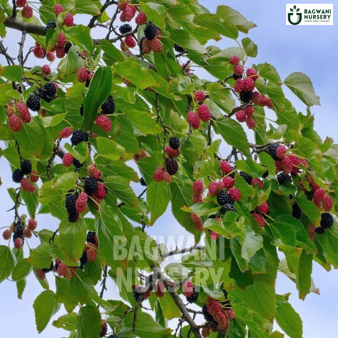 Buy Shahtoot Timber Tree Online | Morus Alba | Mulberry | Bagwani Nurs ...