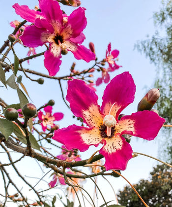 chorisia speciosa, Ceiba speciosa, Silk floss tree, drunken tree, Kapok Tree, Bagwani Nursery