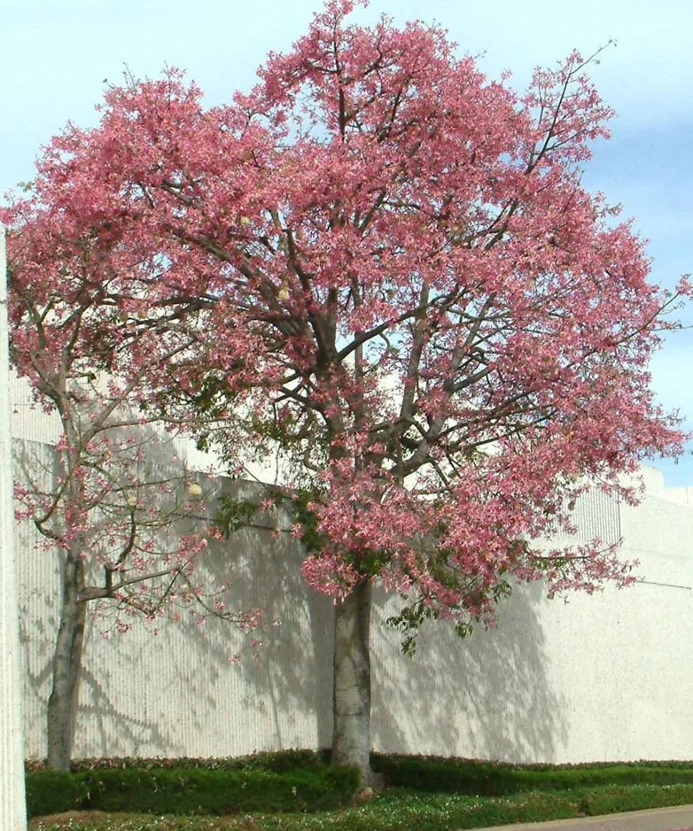 chorisia speciosa, Ceiba speciosa, Silk floss tree, drunken tree, Kapok Tree, Bagwani Nursery