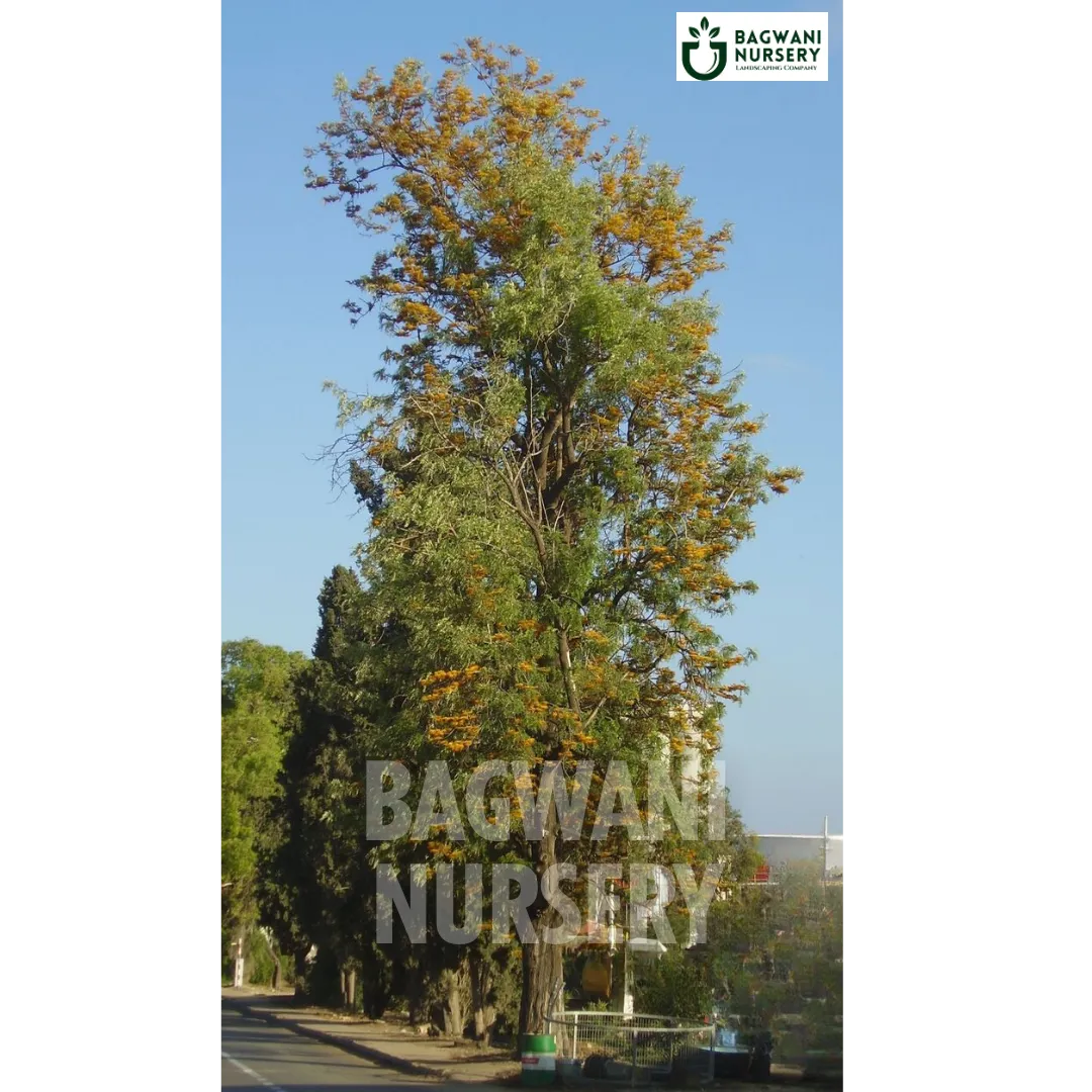 Buy Silver Oak Timber Tree Online | Grevillea Robusta | Bagwani Nurser ...