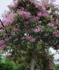 Tabebuia rosea, Pink Trumpet Tree, Rosy Trumpet Tree, Ornamental Trees, Flowering Trees, Landscaping Trees, Avenue Trees, Garden Trees, Tropical Landscaping Trees, Fast Growing Trees, Shade Trees, Seasonal Flowering Trees, Tabebuia Tree India, Pink Trumpet Tree Supplier, Landscaping Plants India, Wholesale Ornamental Trees, Bagwani Nursery, Landscaping Company, Wholesale Plant Supplier, Plant Exporter  in India