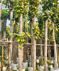 Terminalia Catappa | Indian Alomond Tree | Bagwani Nursery | Wholesale Nursery Plant Supplier in India