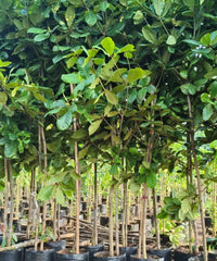 Terminalia Cattappa, Indian Almond Tree, Tropical Almond Tree, Sea Almond Tree, Ketapang Tree, Umbrella Tree, Shade Tree, Avenue Tree, Fast Growing Tree, Ornamental Tree, Landscaping Trees, Coastal Trees, Evergreen Tree, Terminalia Species, Cattappa Plant, Cattappa Tree Supplier, Buy Terminalia Cattappa, Wholesale Tree Supplier, Bagwani Nursery, Trees for Landscaping, Indian Almond Plant India Wholesale Plant Supplier in India, Landscaping Company, Plant Exporter in India