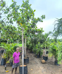 Terminalia Cattappa, Indian Almond Tree, Tropical Almond Tree, Sea Almond Tree, Ketapang Tree, Umbrella Tree, Shade Tree, Avenue Tree, Fast Growing Tree, Ornamental Tree, Landscaping Trees, Coastal Trees, Evergreen Tree, Terminalia Species, Cattappa Plant, Cattappa Tree Supplier, Buy Terminalia Cattappa, Wholesale Tree Supplier, Bagwani Nursery, Trees for Landscaping, Indian Almond Plant India Wholesale Plant Supplier in India, Landscaping Company, Plant Exporter in India