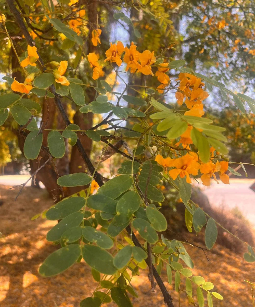 Tipuana Tipu, Tipu Tree, Rosewood of Bolivia, Ornamental Tree, Avenue Tree, Timber Tree, Bagwani Nursery, Wholesale Plant Supplier, Wholesale Plant Nursery, Nursery in India, Landscaping Company in India, Plant Exporter in India 