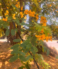 Tipuana Tipu, Tipu Tree, Rosewood of Bolivia, Ornamental Tree, Avenue Tree, Timber Tree, Bagwani Nursery, Wholesale Plant Supplier, Wholesale Plant Nursery, Nursery in India, Landscaping Company in India, Plant Exporter in India 