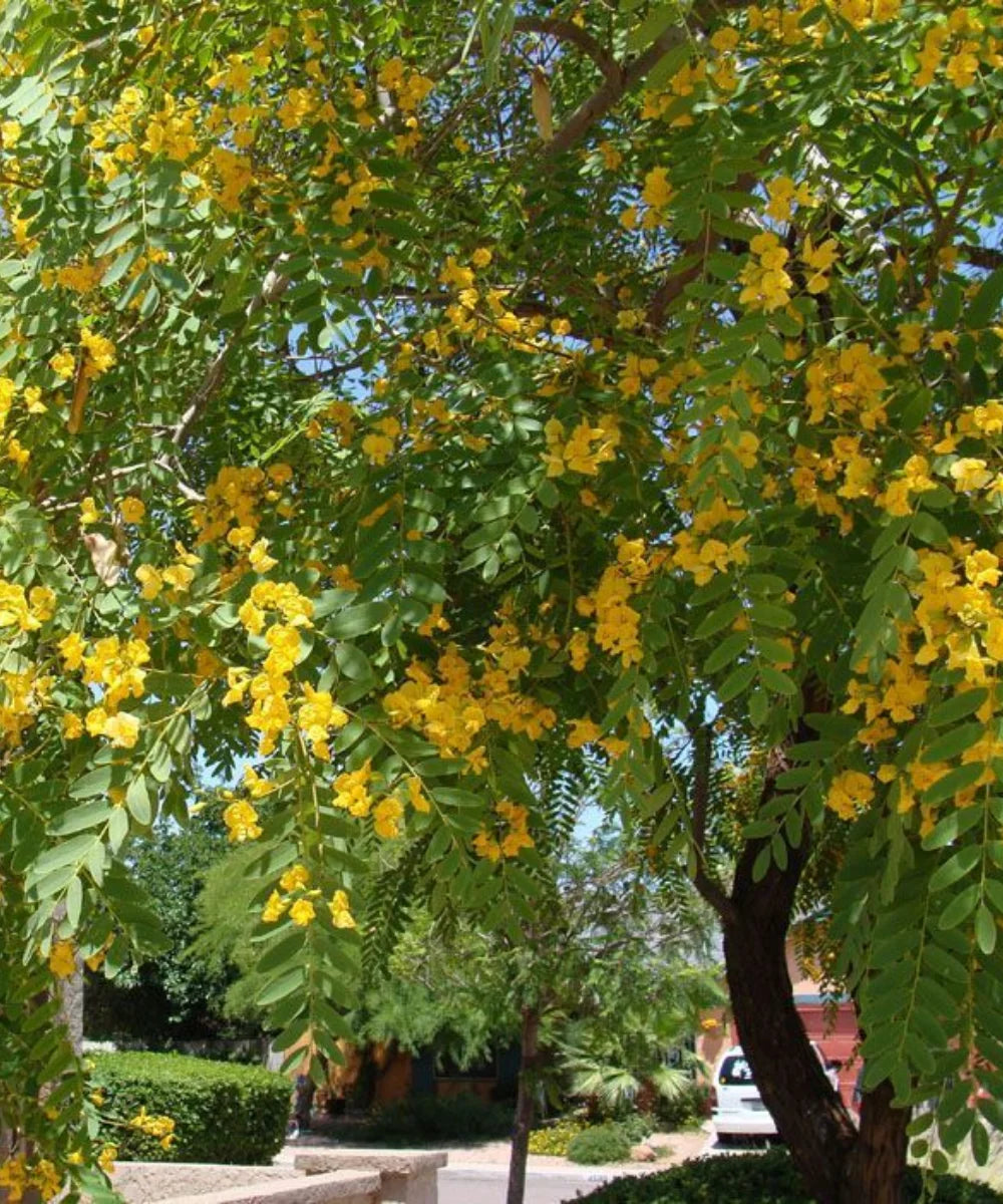 Tipuana Tipu, Tipu Tree, Rosewood of Bolivia, Ornamental Tree, Avenue Tree, Timber Tree, Bagwani Nursery, Wholesale Plant Supplier, Wholesale Plant Nursery, Nursery in India, Landscaping Company in India, Plant Exporter in India 