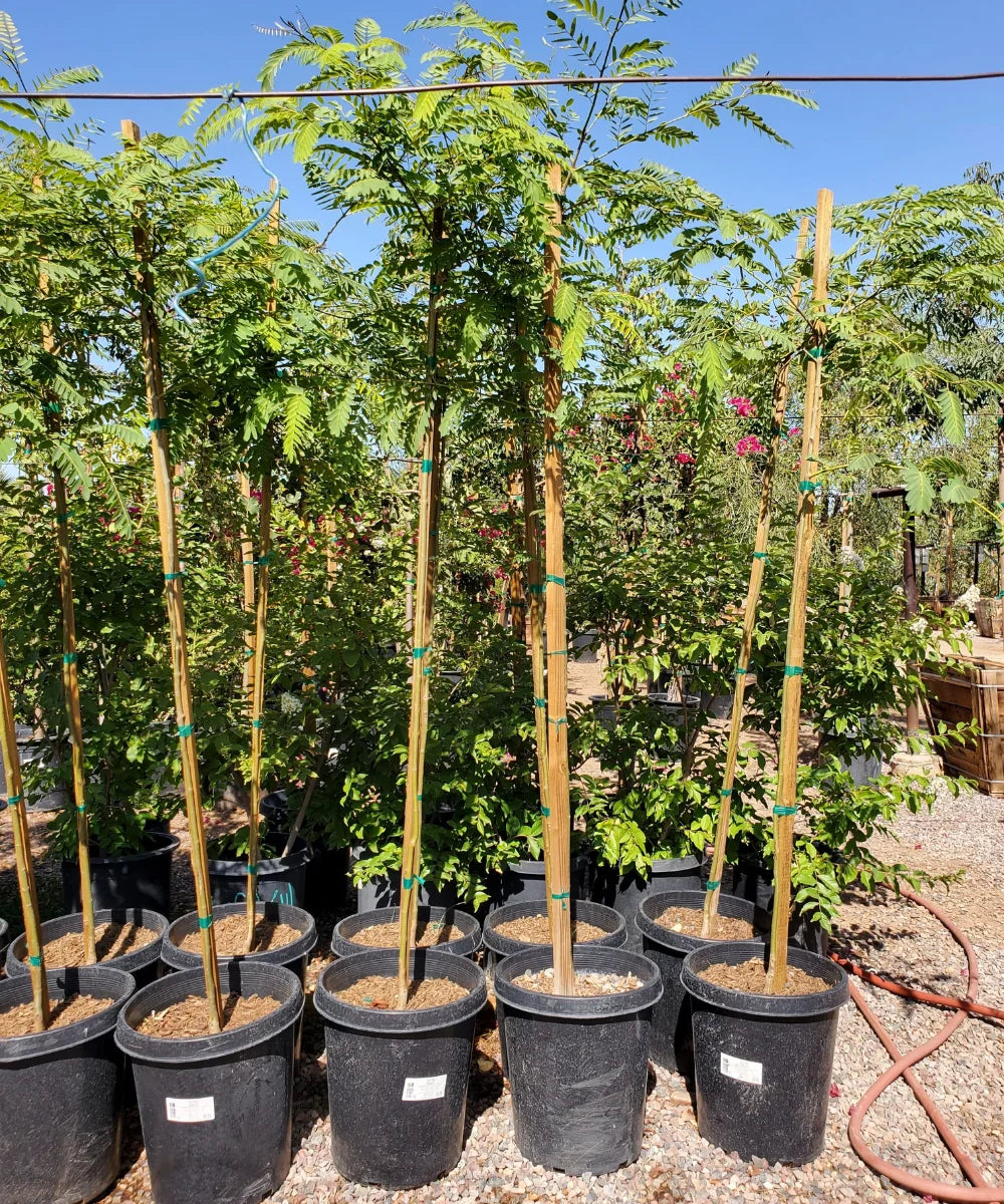 Tipuana Tipu, Tipu Tree, Rosewood of Bolivia, Ornamental Tree, Avenue Tree, Timber Tree, Bagwani Nursery, Wholesale Plant Supplier, Wholesale Plant Nursery, Nursery in India, Landscaping Company in India, Plant Exporter in India 