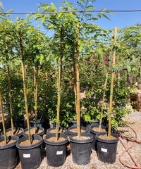 Tipuana Tipu, Tipu Tree, Rosewood of Bolivia, Ornamental Tree, Avenue Tree, Timber Tree, Bagwani Nursery, Wholesale Plant Supplier, Wholesale Plant Nursery, Nursery in India, Landscaping Company in India, Plant Exporter in India 