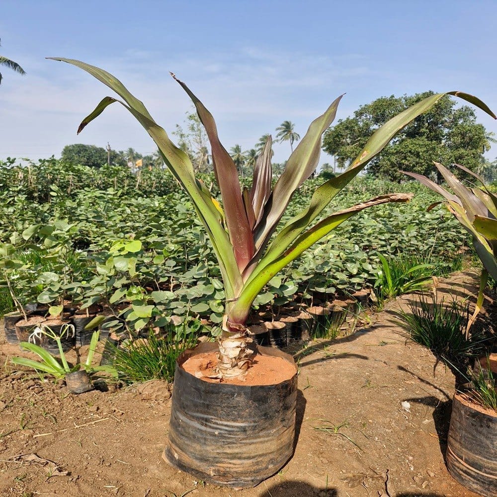 Crinum Lilly Plant – Premium Ornamental Outdoor Plant