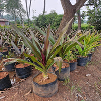Crinum Lilly Plant – Premium Ornamental Outdoor Plant