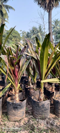 Crinum Lilly Plant – Premium Ornamental Outdoor Plant
