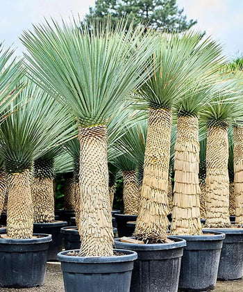Yucca rostrata, Beaked Yucca, Silver Yucca, Ornamental Tree, Landscaping Tree, Bagwani Nursery, Wholesale Plant Supplier, Wholesale Plant Nursery, Nursery in India, Landscaping Company in India, Plant Exporter in India 