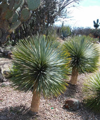 Yucca rostrata, Beaked Yucca, Silver Yucca, Ornamental Tree, Landscaping Tree, Bagwani Nursery, Wholesale Plant Supplier, Wholesale Plant Nursery, Nursery in India, Landscaping Company in India, Plant Exporter in India 