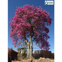 Chorisia Speciosa tree Supplier, Silk Floss Tree, Chorisia Speciosa Supplier in India, Wholesale Chorisia Speciosa, Wholesale Chorisia Speciosa Supplier, Silk Floss Tree Tree, Best Chorisia Speciosa Nursery, Chorisia Speciosa in India, Bulk Chorisia Speciosa Supplier, Timber Tree, Timber Tree Nursery, Wholesale Timber Tree Supplier, Best Timber Tree Nursery in India,