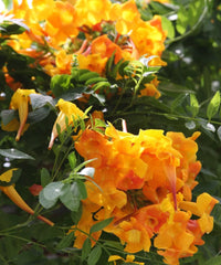 Tecoma x smithii, Orange Bells, Ornamental Shrub, Landscaping Plant, Bagwani Nursery, Wholesale Plant Nursery, Wholesale Plant Supplier, Nursery in India, Landscaping Company in India, Plant Exporter in India 