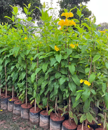 Tecoma x smithii, Orange Bells, Ornamental Shrub, Landscaping Plant, Bagwani Nursery, Wholesale Plant Nursery, Wholesale Plant Supplier, Nursery in India, Landscaping Company in India, Plant Exporter in India 